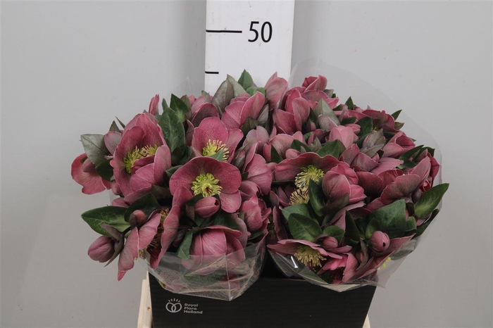 <h4>Hell Frk Pippas Purple</h4>