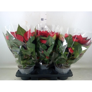 Euphorbia pulc. 'Christ Universe'