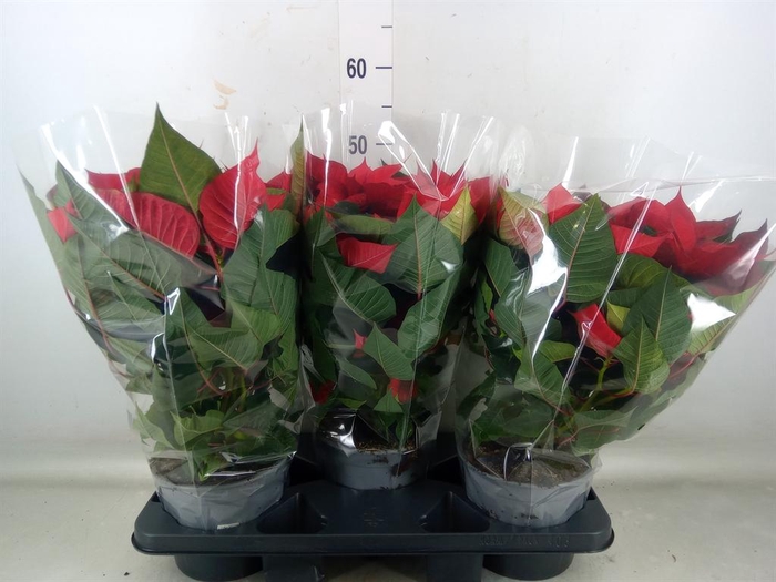 <h4>Euphorbia pulc. 'Christ Universe'</h4>