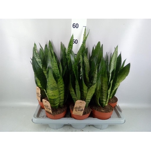 Sansevieria zeylanica
