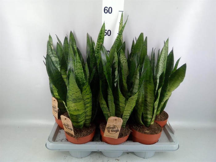 <h4>Sansevieria zeylanica</h4>