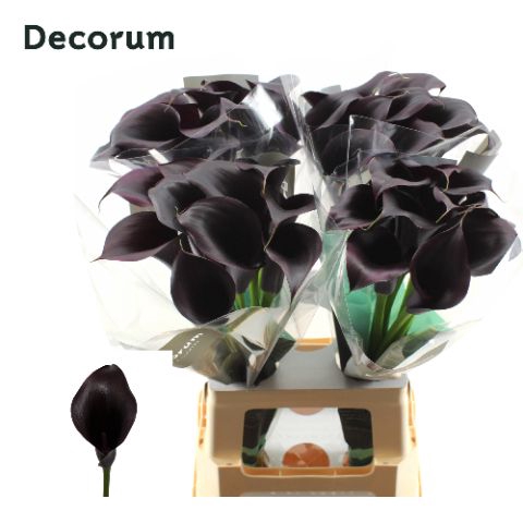 <h4>Calla Odessa Future Decorum</h4>