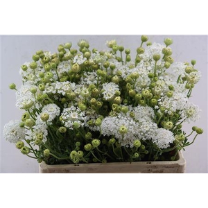 DIDISCUS WHITE