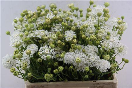 <h4>DIDISCUS WHITE</h4>