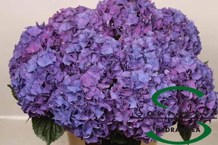 <h4>HYDR M CH RODEO PA</h4>