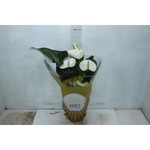 ANTHURIUM SUMI P17