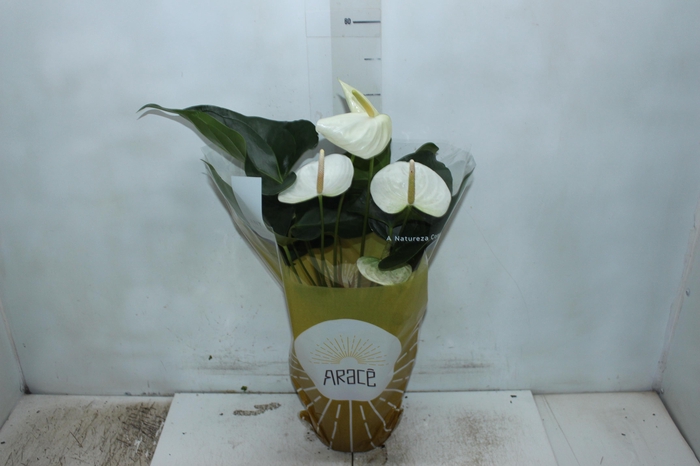 <h4>ANTHURIUM SUMI P17</h4>
