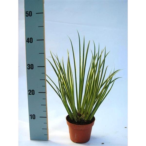 <h4>Acorus 'Variegatus' p12</h4>