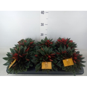 Peperomia caperata 'Rosso'