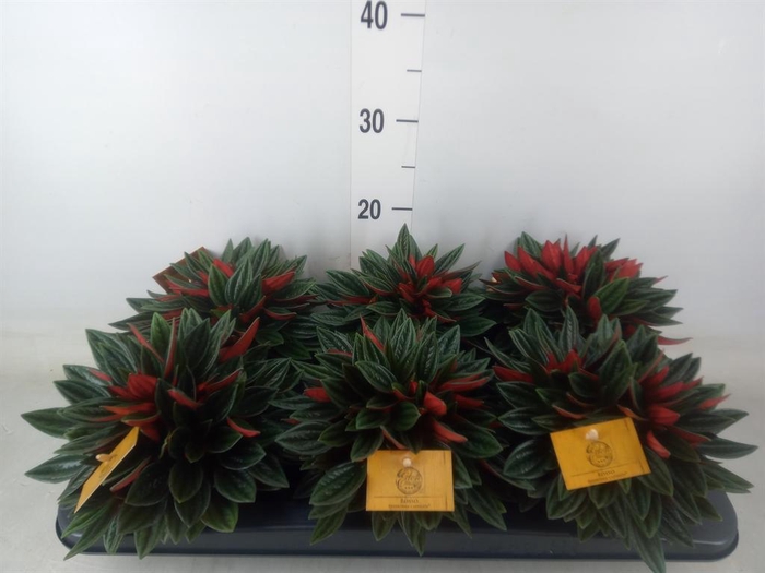 <h4>Peperomia caperata 'Rosso'</h4>