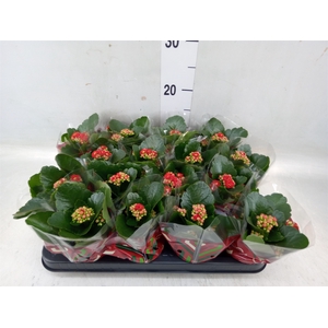 Kalanchoe blos. 'Calandiva Rubio'