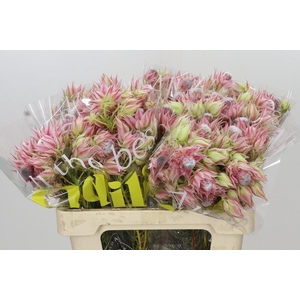Blushing Bride Pink 2/5 Flowers