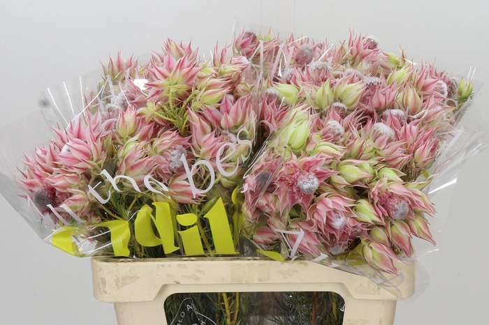 <h4>Blushing Bride Pink 2/5 Flowers</h4>