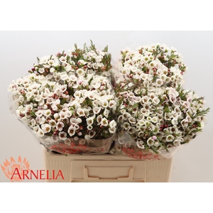 Chame Moonlight Delight Arnelia