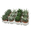 Haworthia Gem