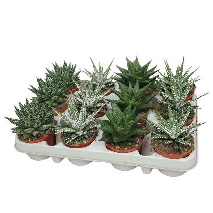 Haworthia Gem