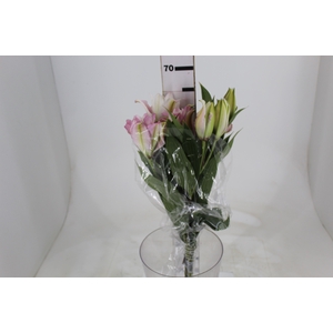 LIRIO ROSELILY ISABELLA 070 CM DOBRADO HT MIN 2 FLS
