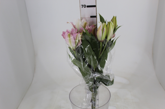 LIRIO ROSELILY ISABELLA 070 CM DOBRADO HT MIN 2 FLS