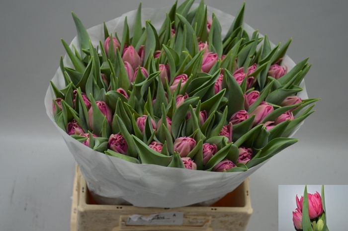 <h4>TU DU COGNAC</h4>