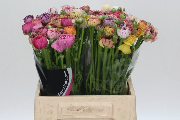 <h4>Ranunculus Cappucino Pink</h4>