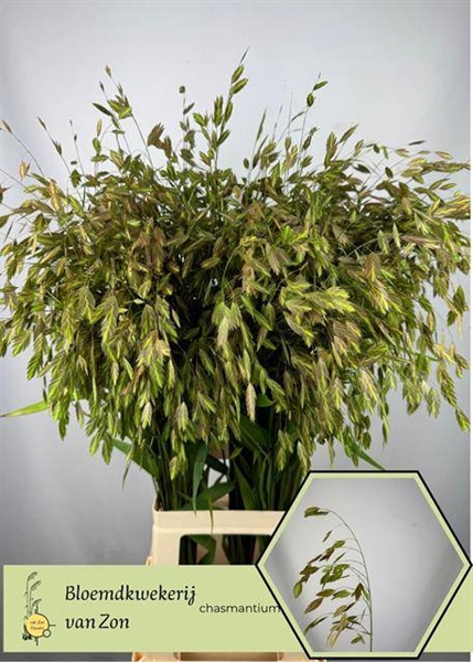 <h4>CHASMANTHIUM LATIFOL</h4>