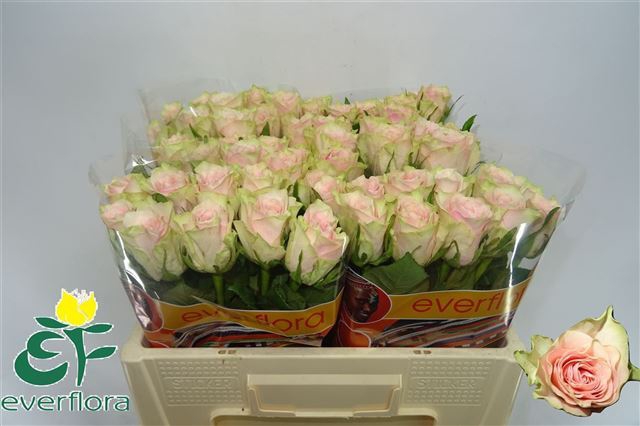 <h4>R GR PINK ATHENA</h4>