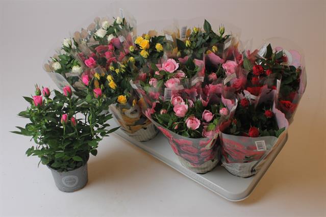 ROSA KORDANA MIX P10,5