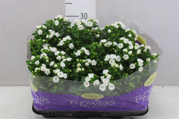 <h4>Campanula Midnight White Double</h4>