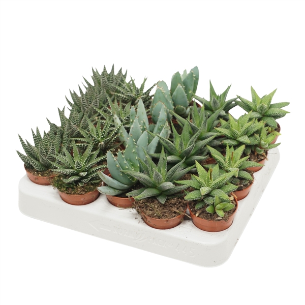 <h4>Aloë/Haworthia mix 5,5 cm</h4>