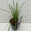 Cortaderia selloana Rosea