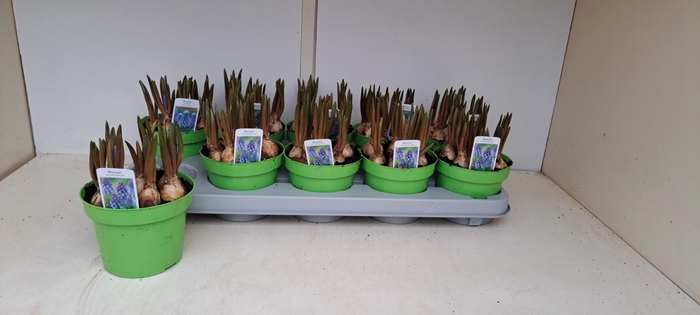 <h4>MUSCAR LINDSAY</h4>