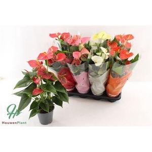 Anthu An Gem 4 Kl 5+