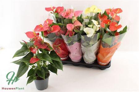 <h4>Anthu An Gem 4 Kl 5+</h4>