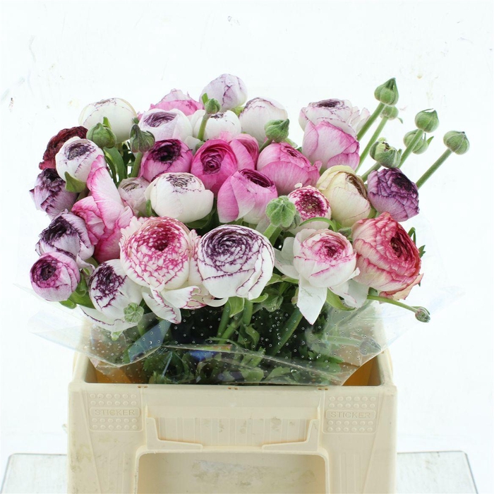 <h4>Ran Su Sr Cappuccino Super</h4>