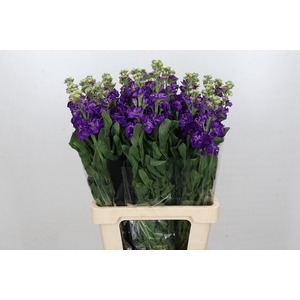 Matthiola Iron Purple