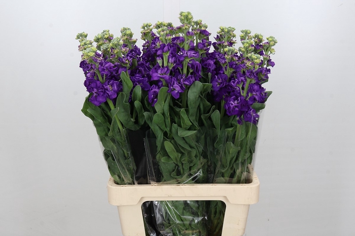 <h4>Matthiola Iron Purple</h4>