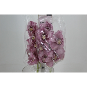 CYMBIDIUM HT 5/9 FLS ROSA