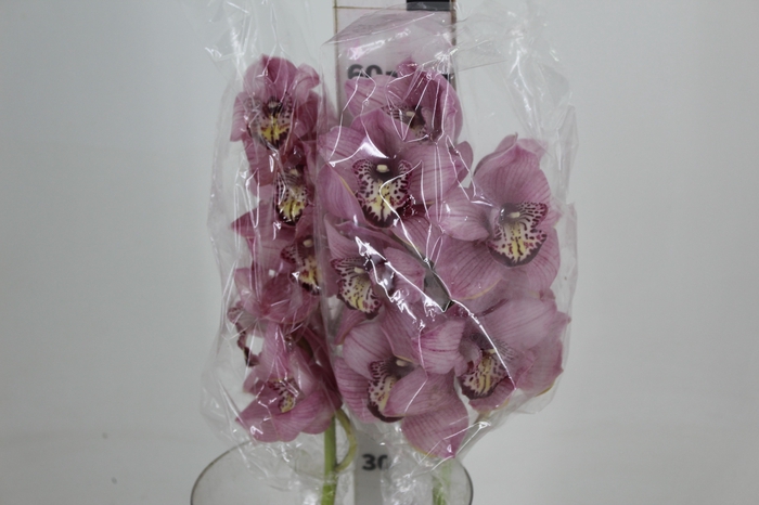 <h4>CYMBIDIUM HT 5/9 FLS ROSA</h4>