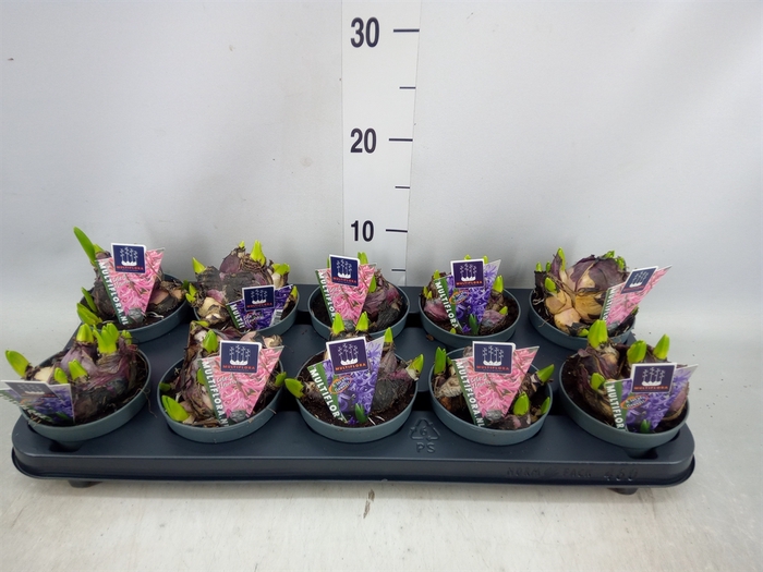 <h4>Hyacinthus orie. 'Multifl' ..mix 2</h4>