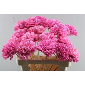 Droog Dhalia Cerise 10 Cm