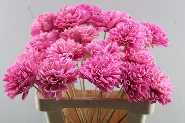 <h4>Droog Dhalia Cerise 10 Cm</h4>