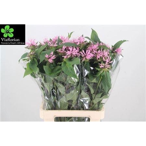 MONARDA PINK SUPREME