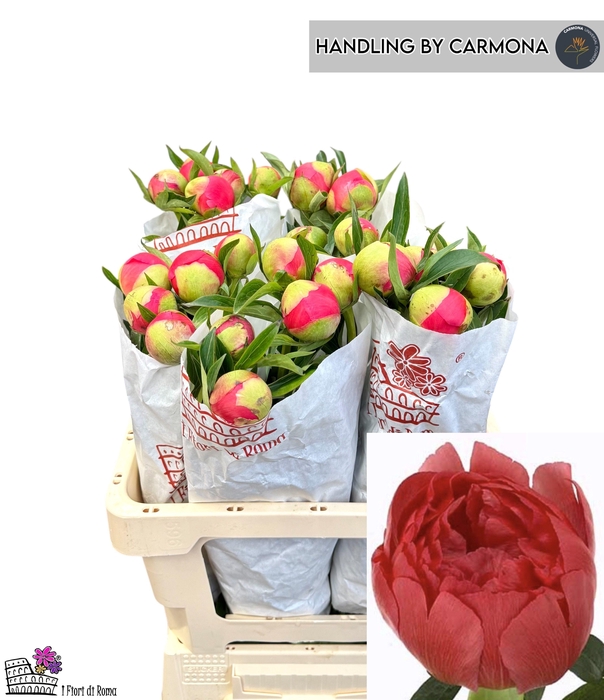 <h4>PAEO CORAL SUNSET</h4>