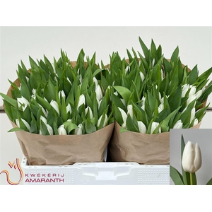 Tu En White Sensation