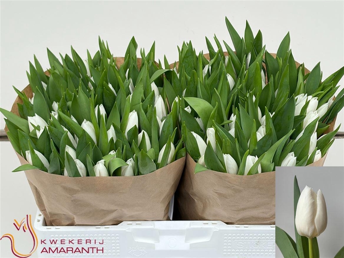 <h4>Tu En White Sensation</h4>