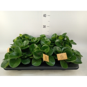 Peperomia obt. 'Green Gold'