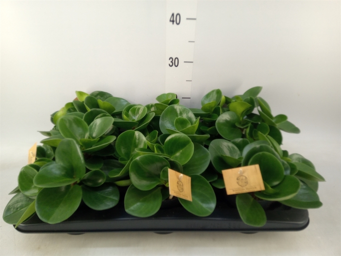 <h4>Peperomia obt. 'Green Gold'</h4>