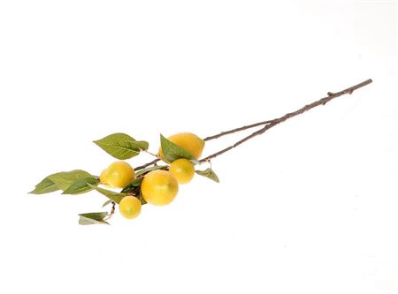 <h4>Stem Lemon Plant L80W25H12</h4>