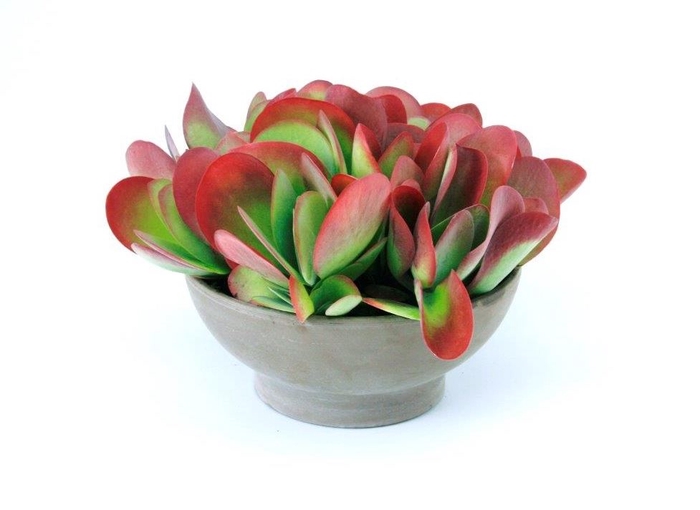 <h4>Kalanchoe thyrsiflora</h4>