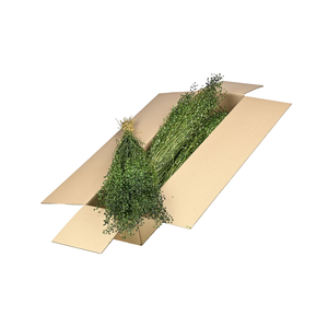 Lepidium Atraxa Sb Moss Green